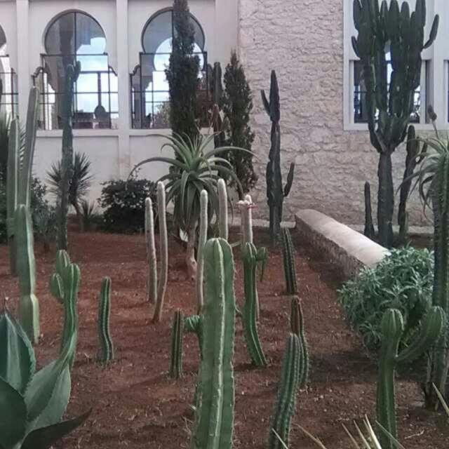 Les Jardins De Mogador Yoga Et Spa Essaouira Extérieur photo